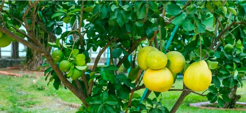 柚子季来了，吃柚子当心农药残留！