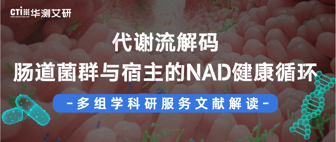 文献解读 | 代谢流解码肠道菌群与宿主的NAD健康循环