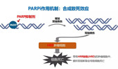 癌症“新武器”PARP抑制剂&HRR/HRD检测